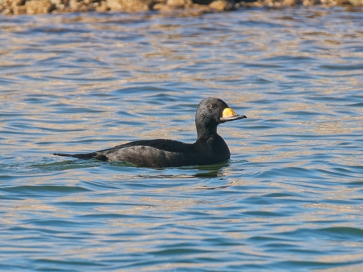 Pazifiktrauerente - ML644862487