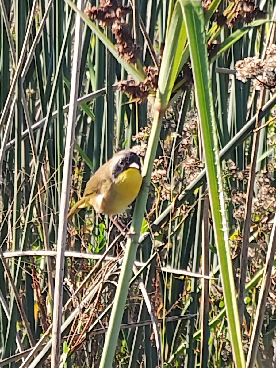 Common Yellowthroat - ML644862490