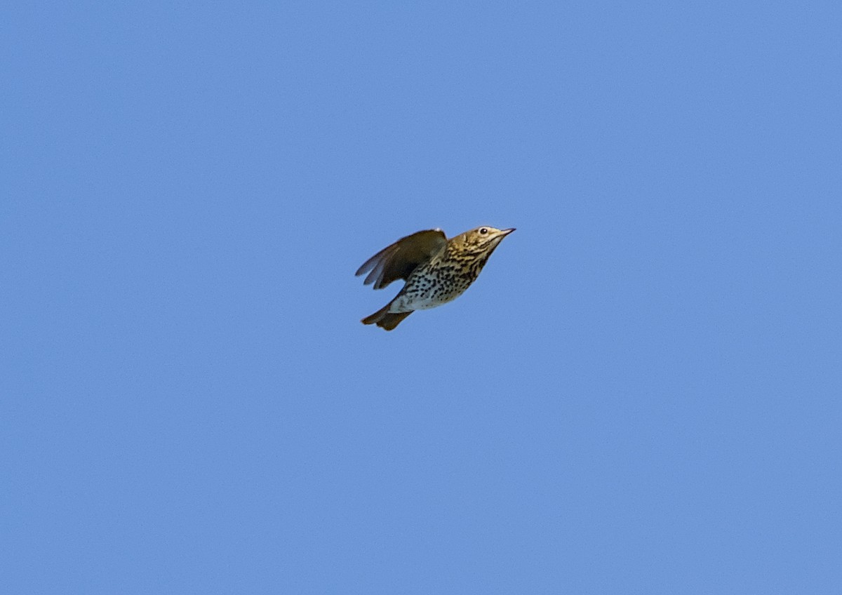 Song Thrush - ML644862494