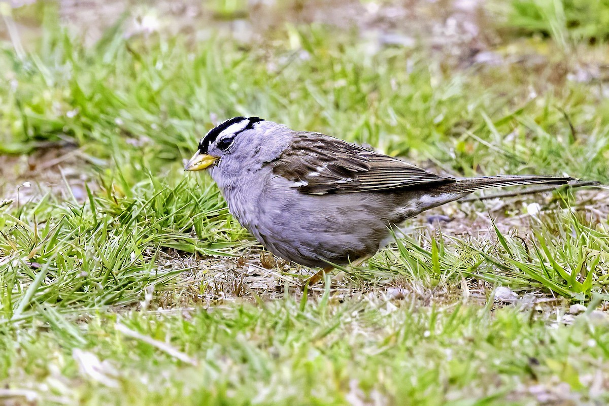 hvitkronespurv - ML644862518