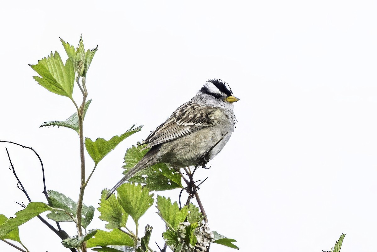 hvitkronespurv - ML644862521