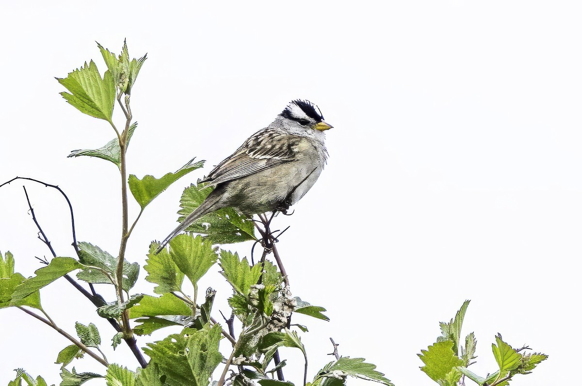 hvitkronespurv - ML644862522