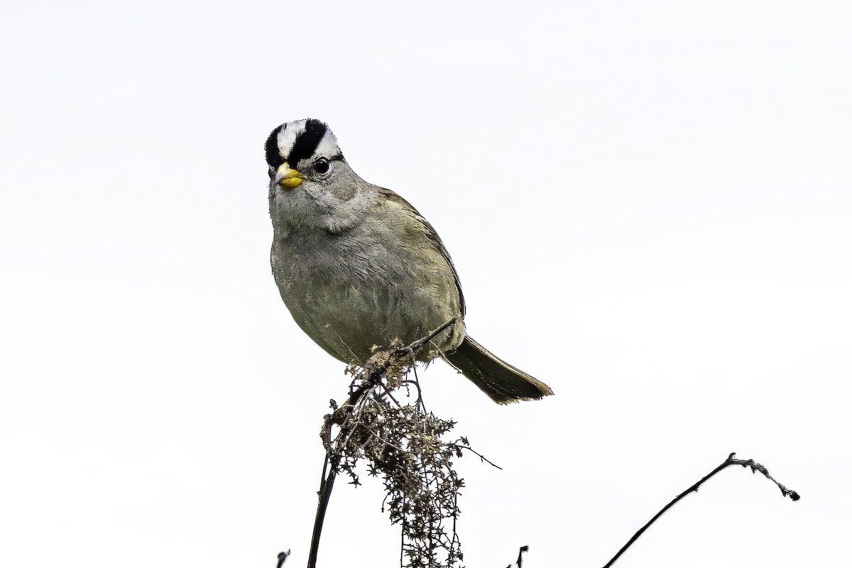 hvitkronespurv - ML644862526