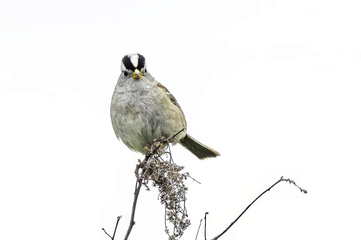 hvitkronespurv - ML644862529