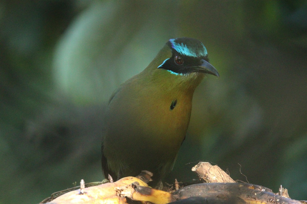 Lesson's Motmot - ML644862530