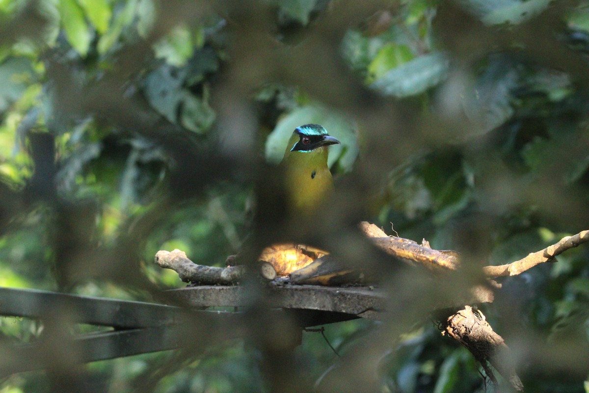 Lesson's Motmot - ML644862531