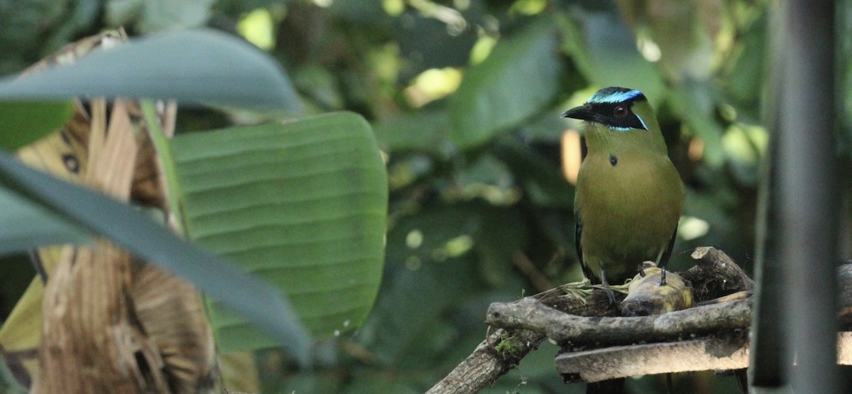 Lesson's Motmot - ML644862532