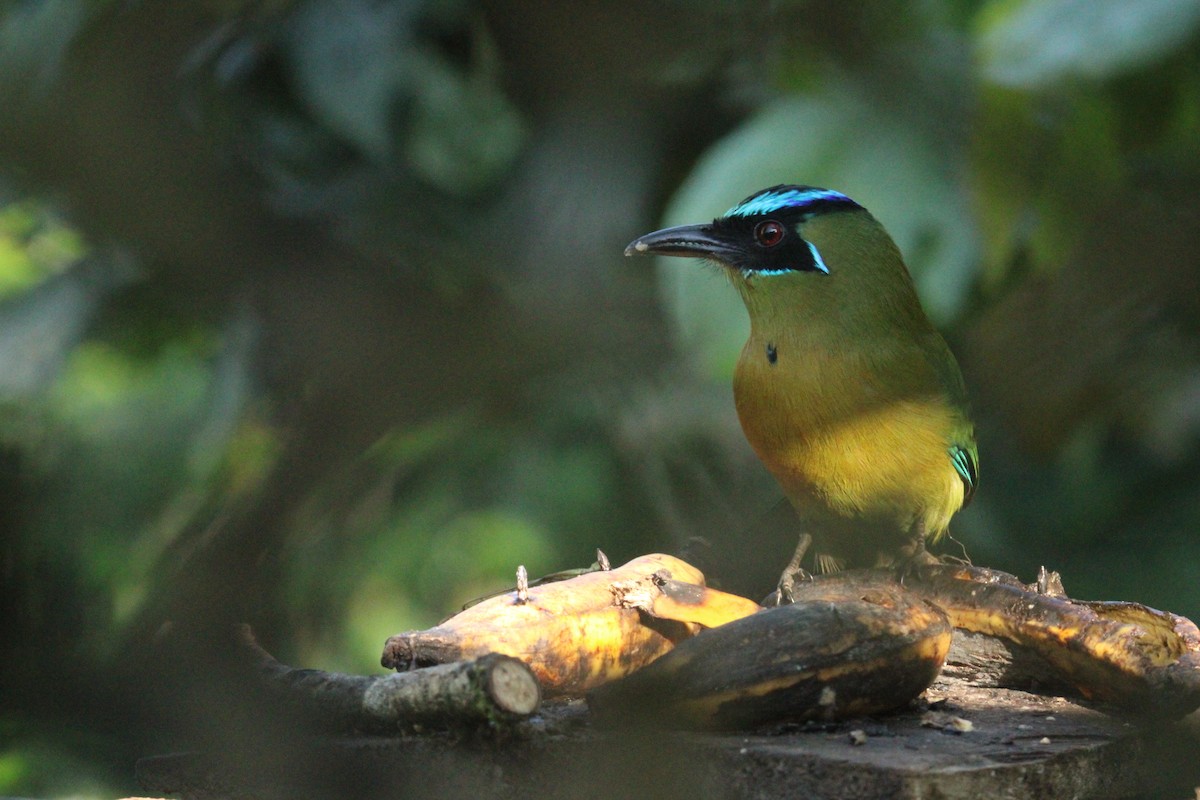 Lesson's Motmot - ML644862533