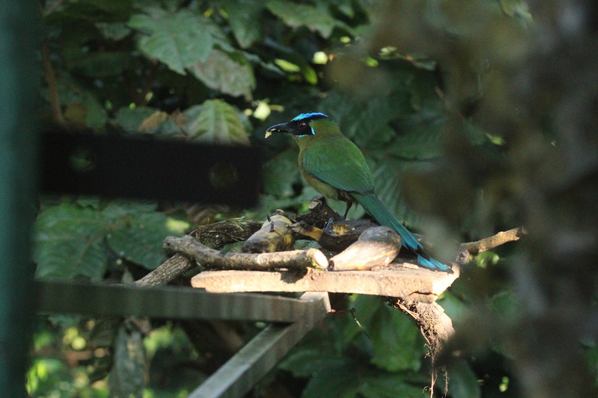 Lesson's Motmot - ML644862534