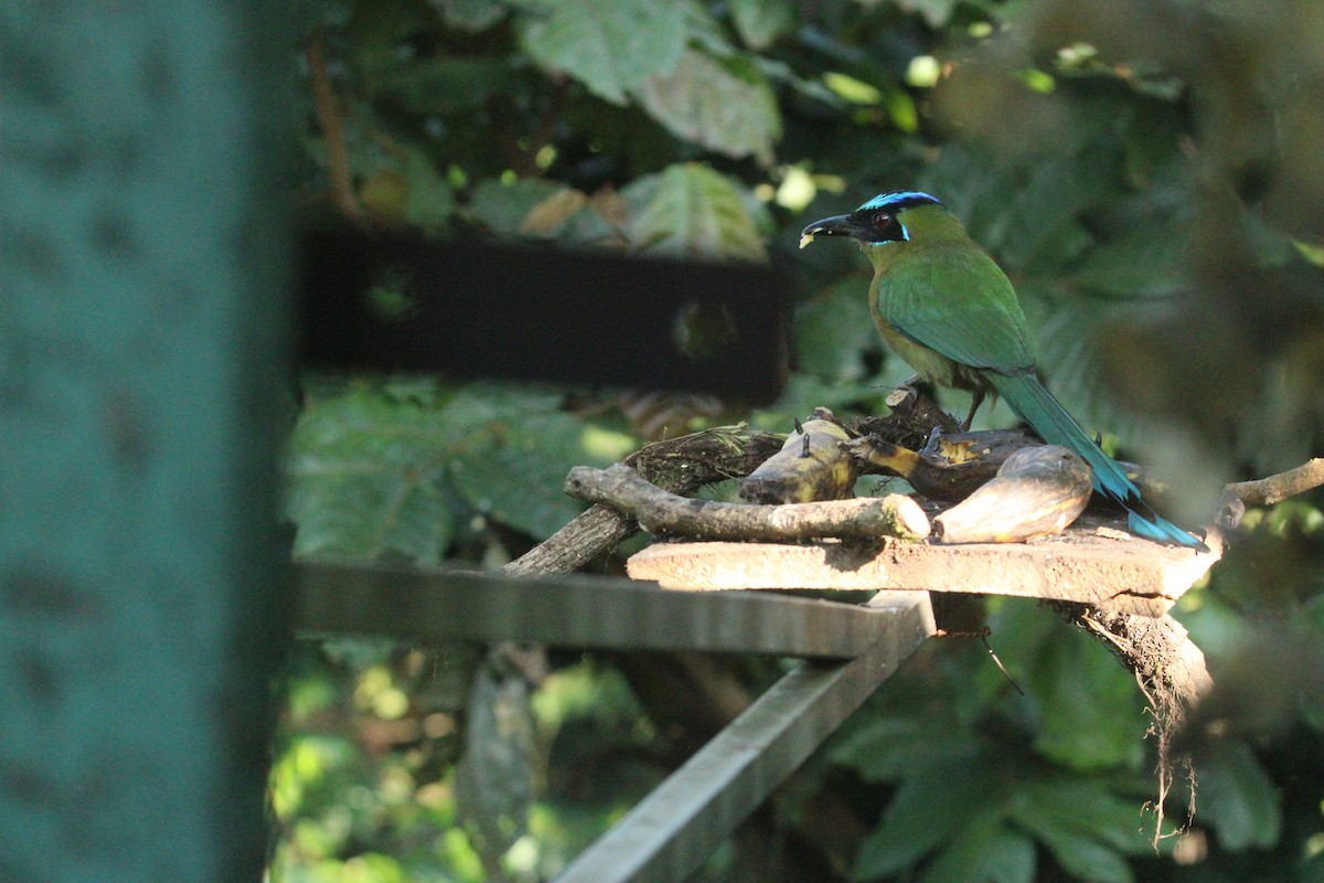 Lesson's Motmot - ML644862535