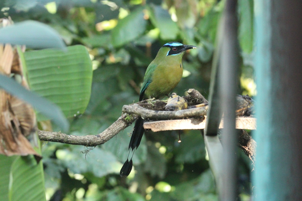 Lesson's Motmot - ML644862536