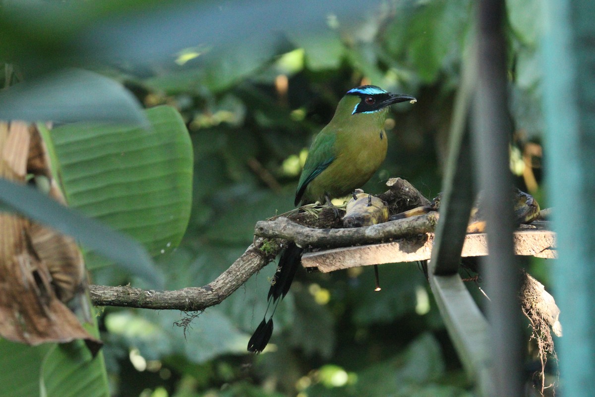Lesson's Motmot - ML644862537