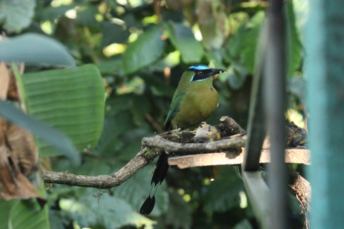 Lesson's Motmot - ML644862538