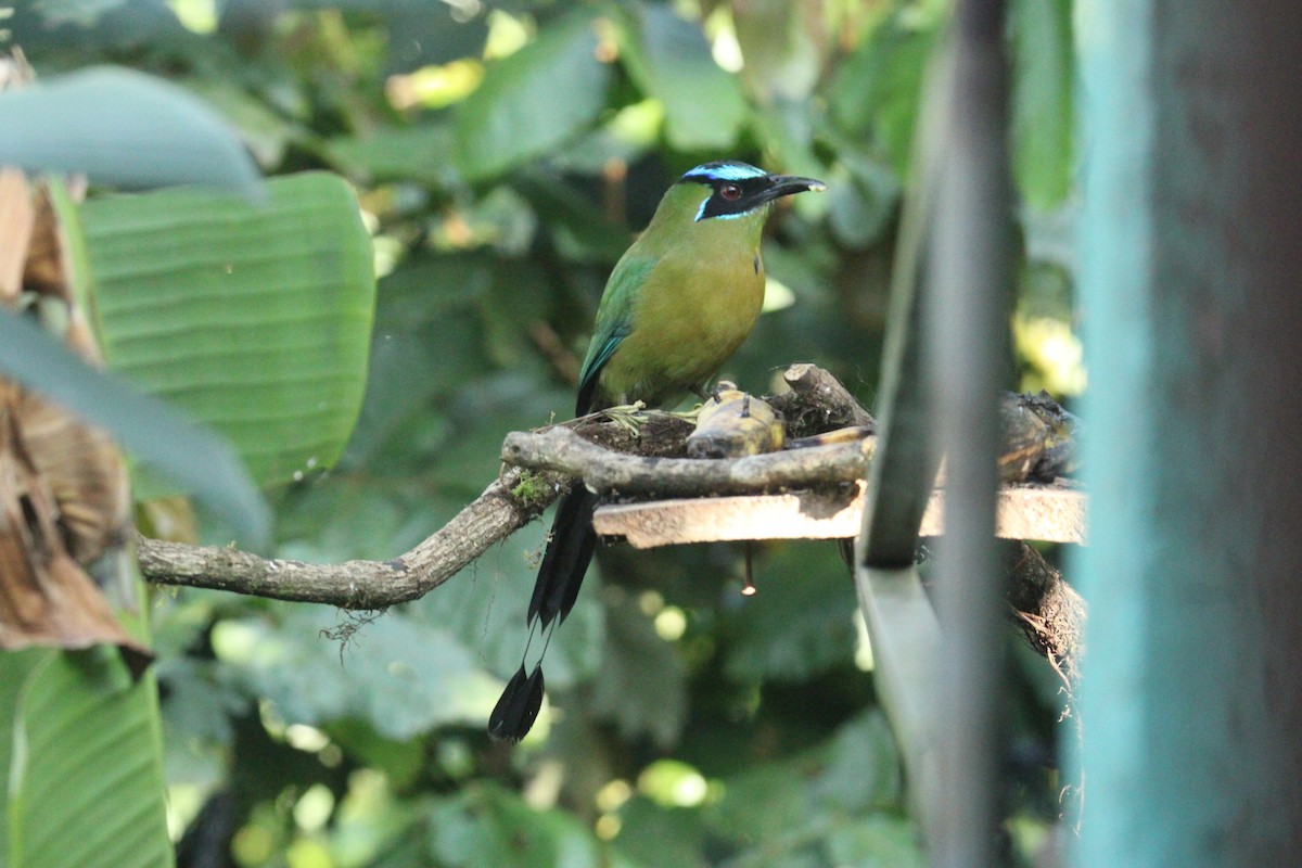 Lesson's Motmot - ML644862539