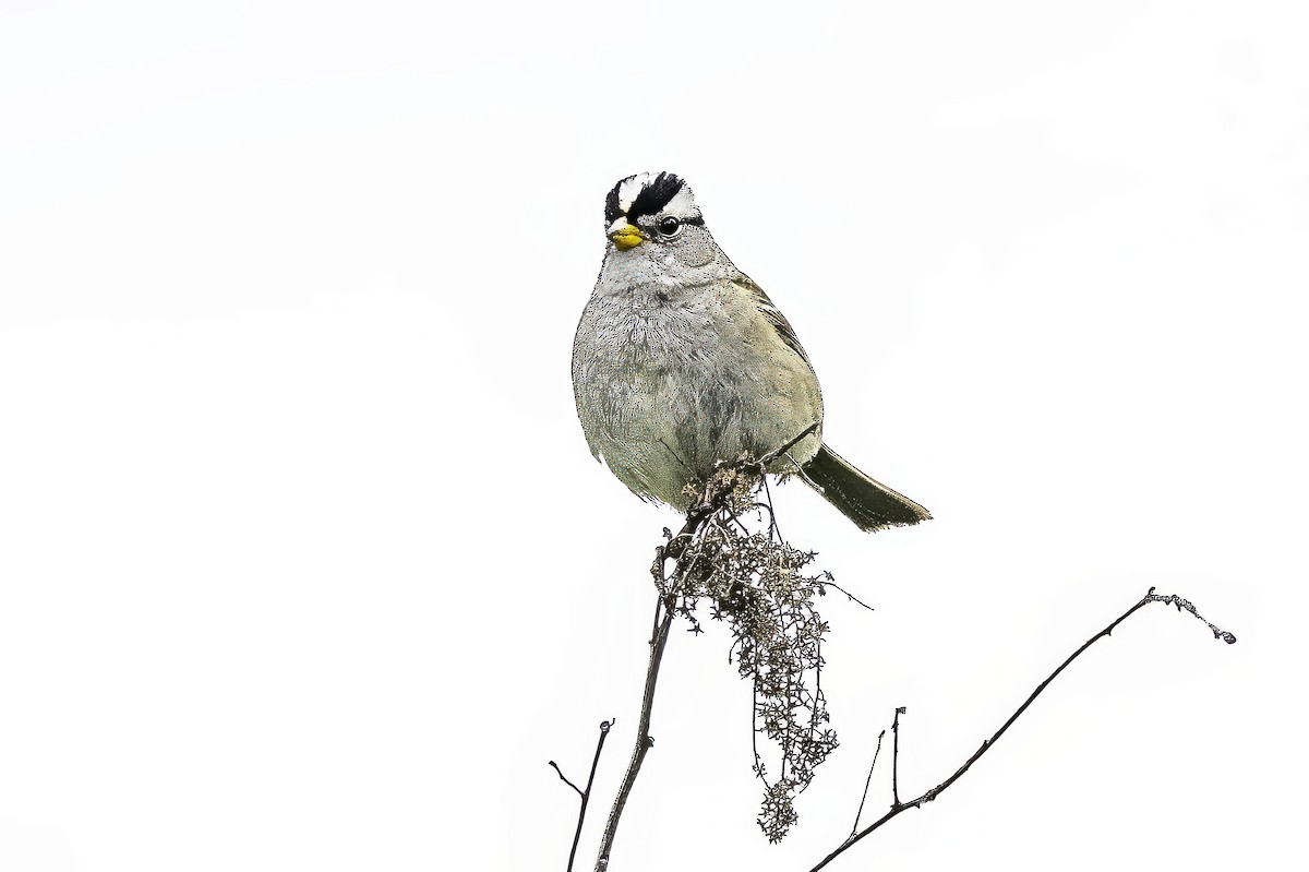 hvitkronespurv - ML644862541