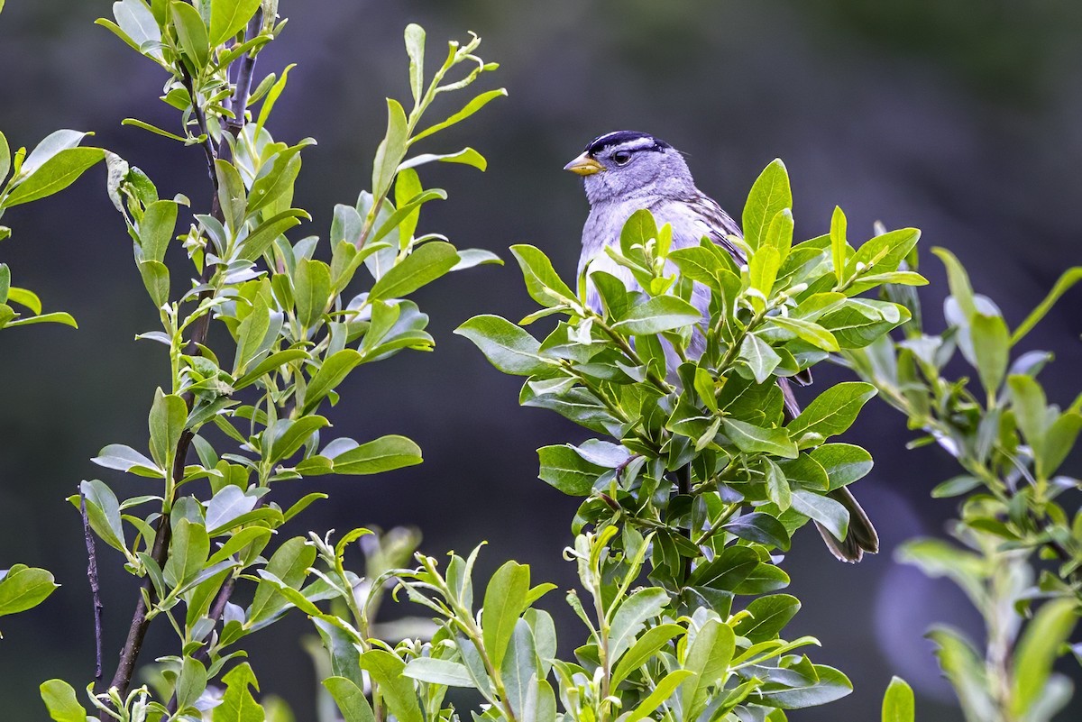 hvitkronespurv - ML644862542