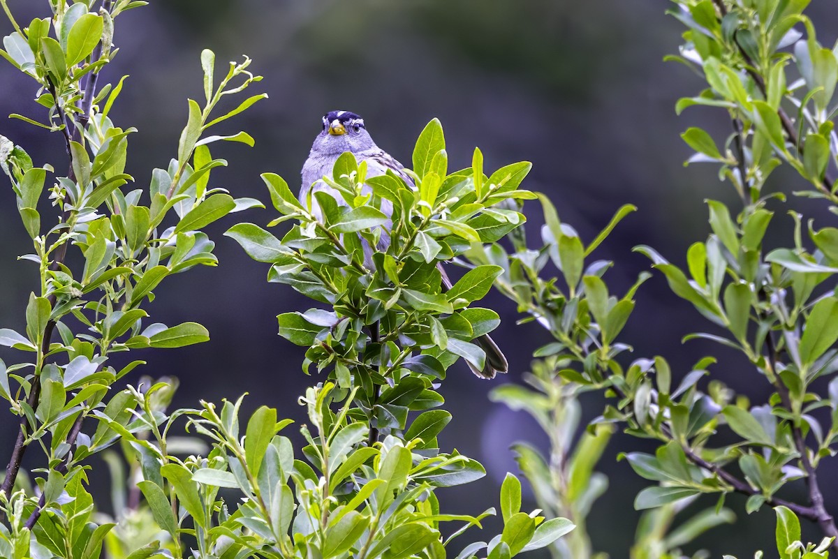 hvitkronespurv - ML644862546