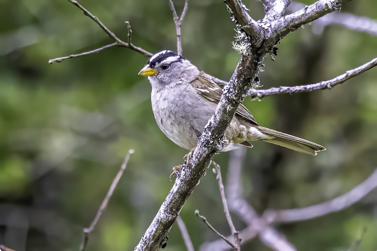 hvitkronespurv - ML644862549