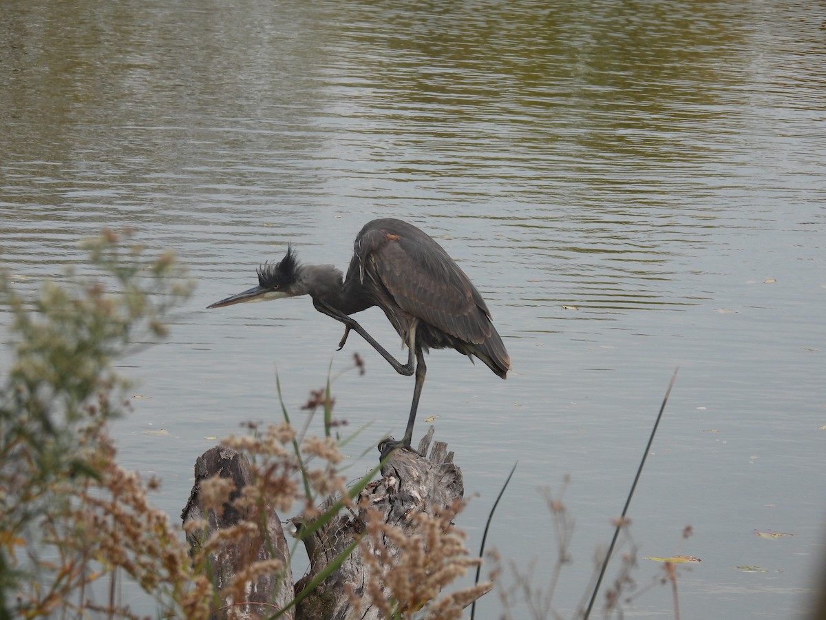 Great Blue Heron (Great Blue) - ML644862550
