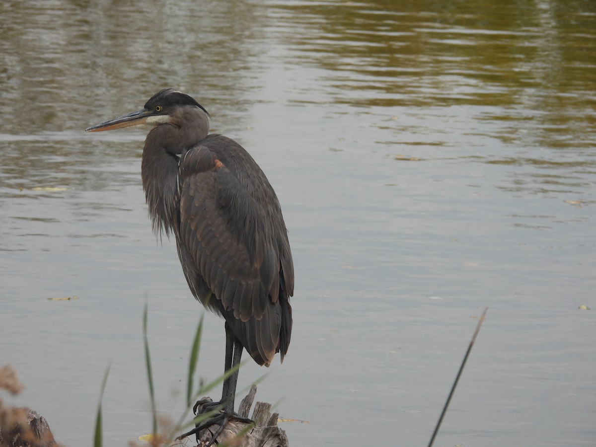 Great Blue Heron (Great Blue) - ML644862551