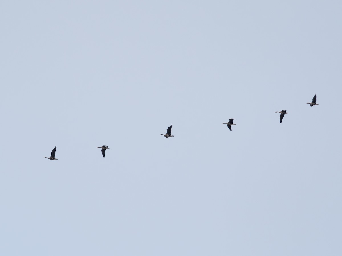 マガン - ML644862562