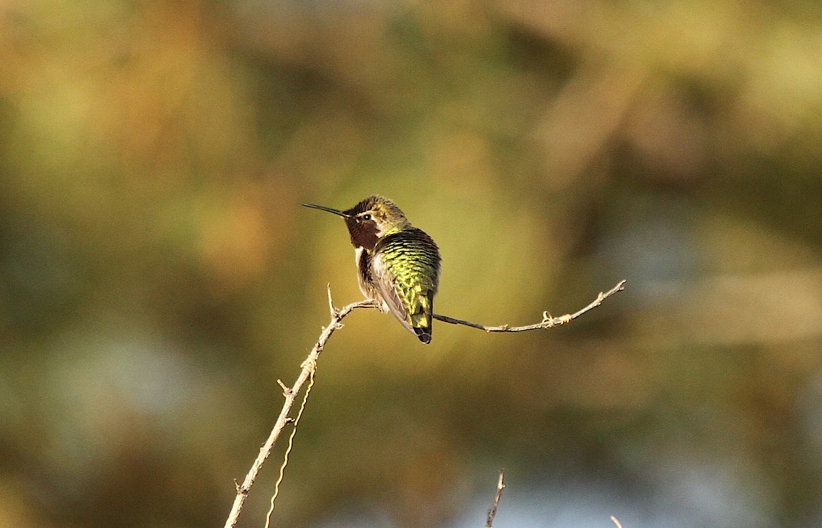 Anna's Hummingbird - ML644862596