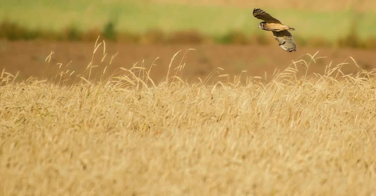 Short-eared Owl - ML644862601