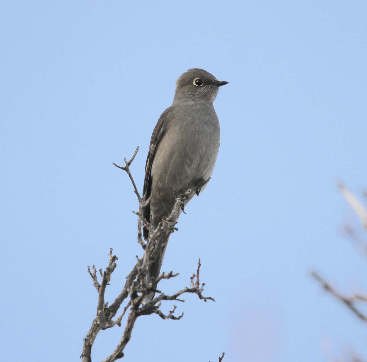 Townsend's Solitaire - ML644862607