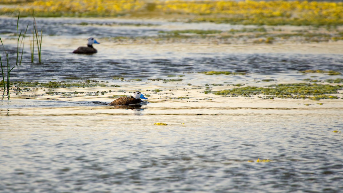 White-headed Duck - ML644862610