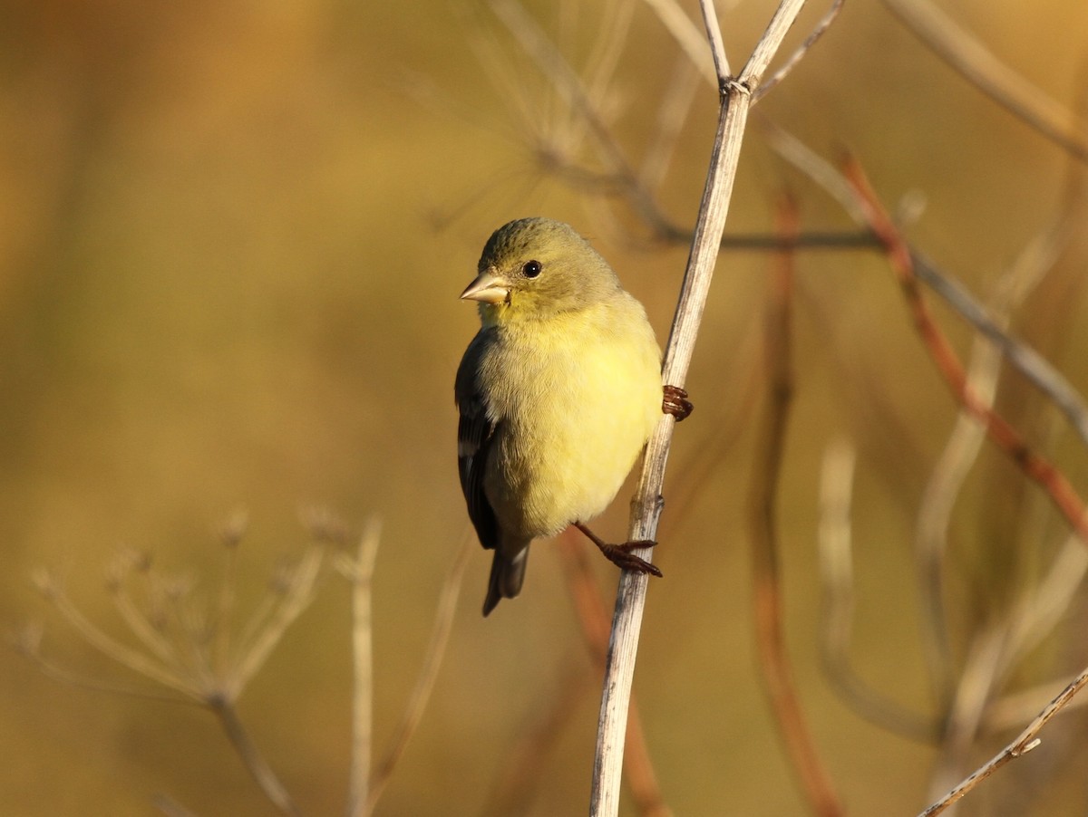 Lesser Goldfinch - ML644862620