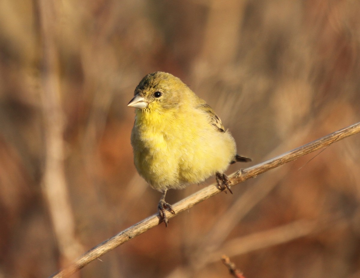 Lesser Goldfinch - ML644862621