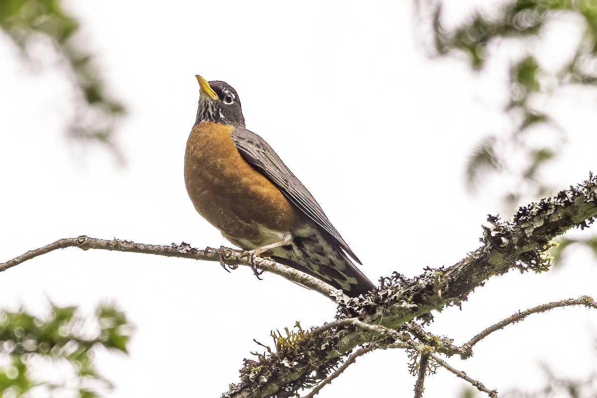 American Robin - ML644862663