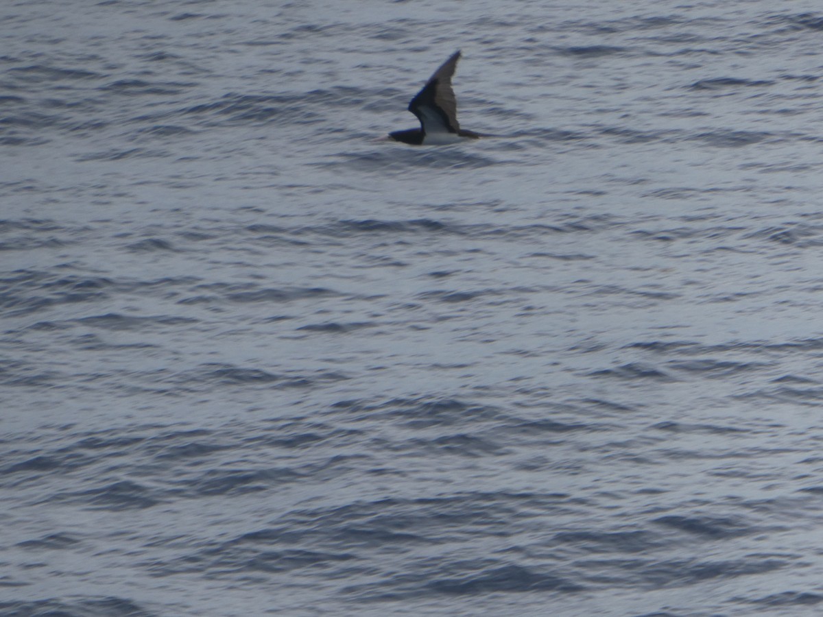 Brown Booby - ML644862667