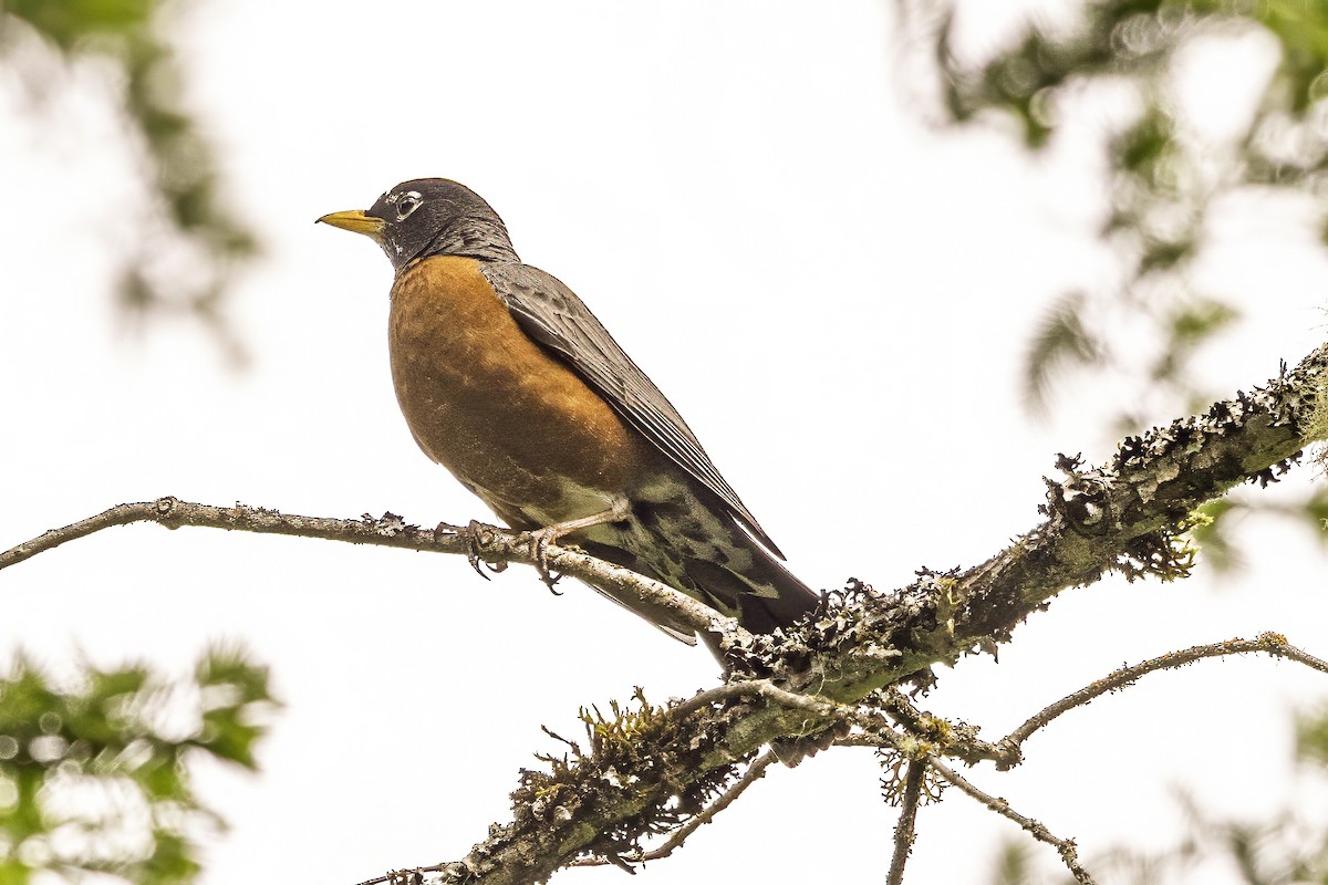 American Robin - ML644862668