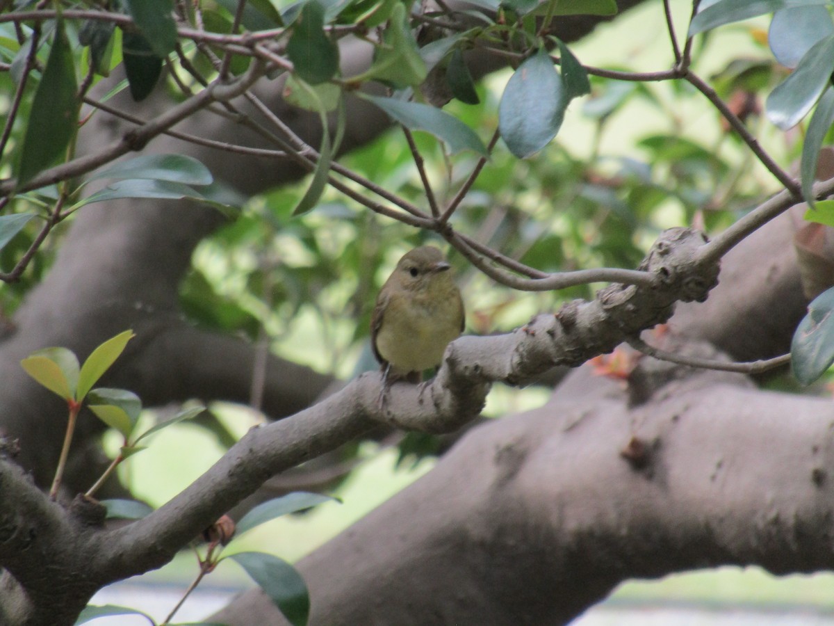 Narzissenschnäpper - ML644862669