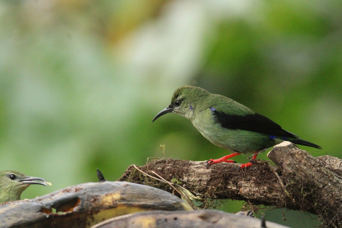 Red-legged Honeycreeper - ML644862709