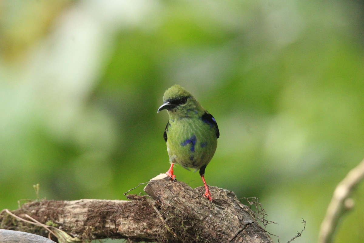 Red-legged Honeycreeper - ML644862710