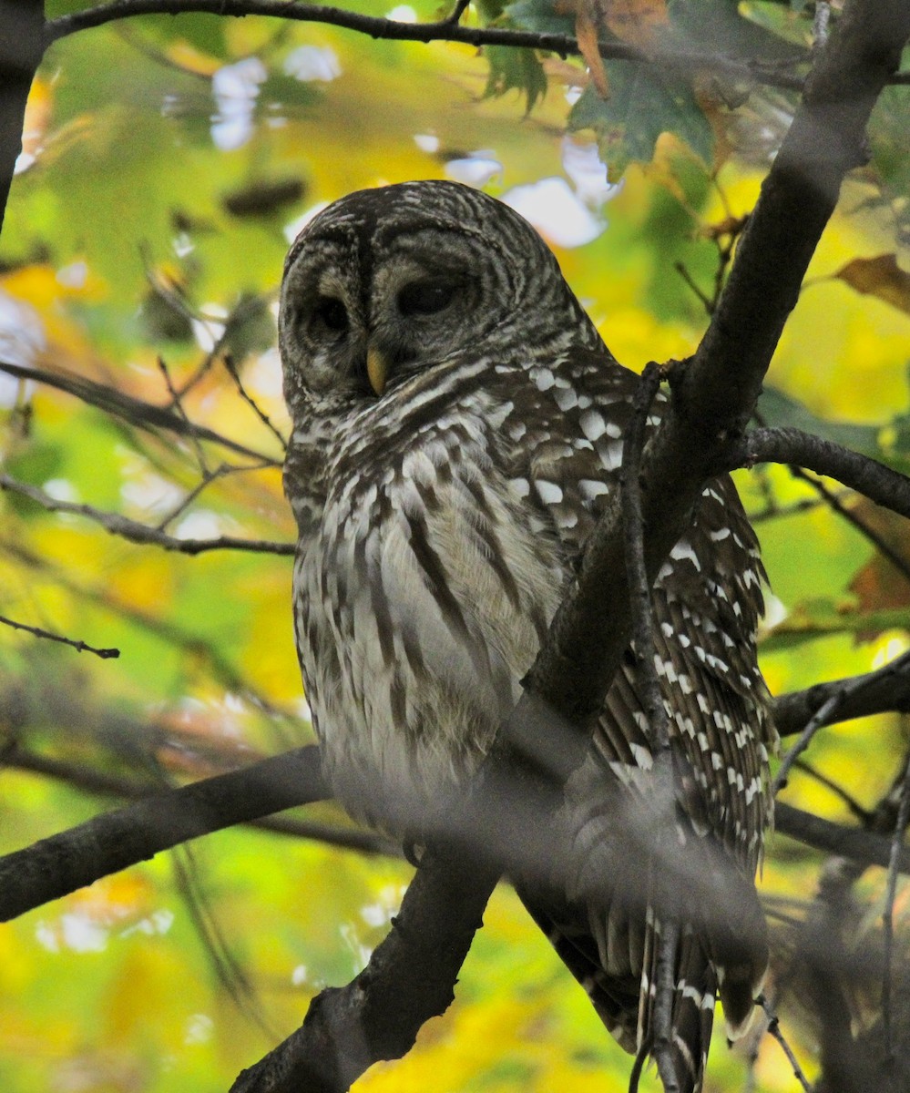 Barred Owl - ML644862712