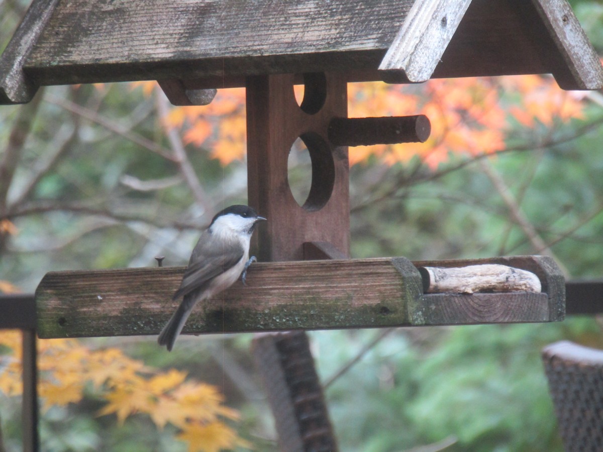 Mésange boréale - ML644862757
