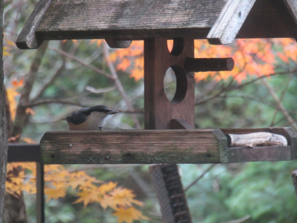 Garrapo eurasiarra - ML644862762