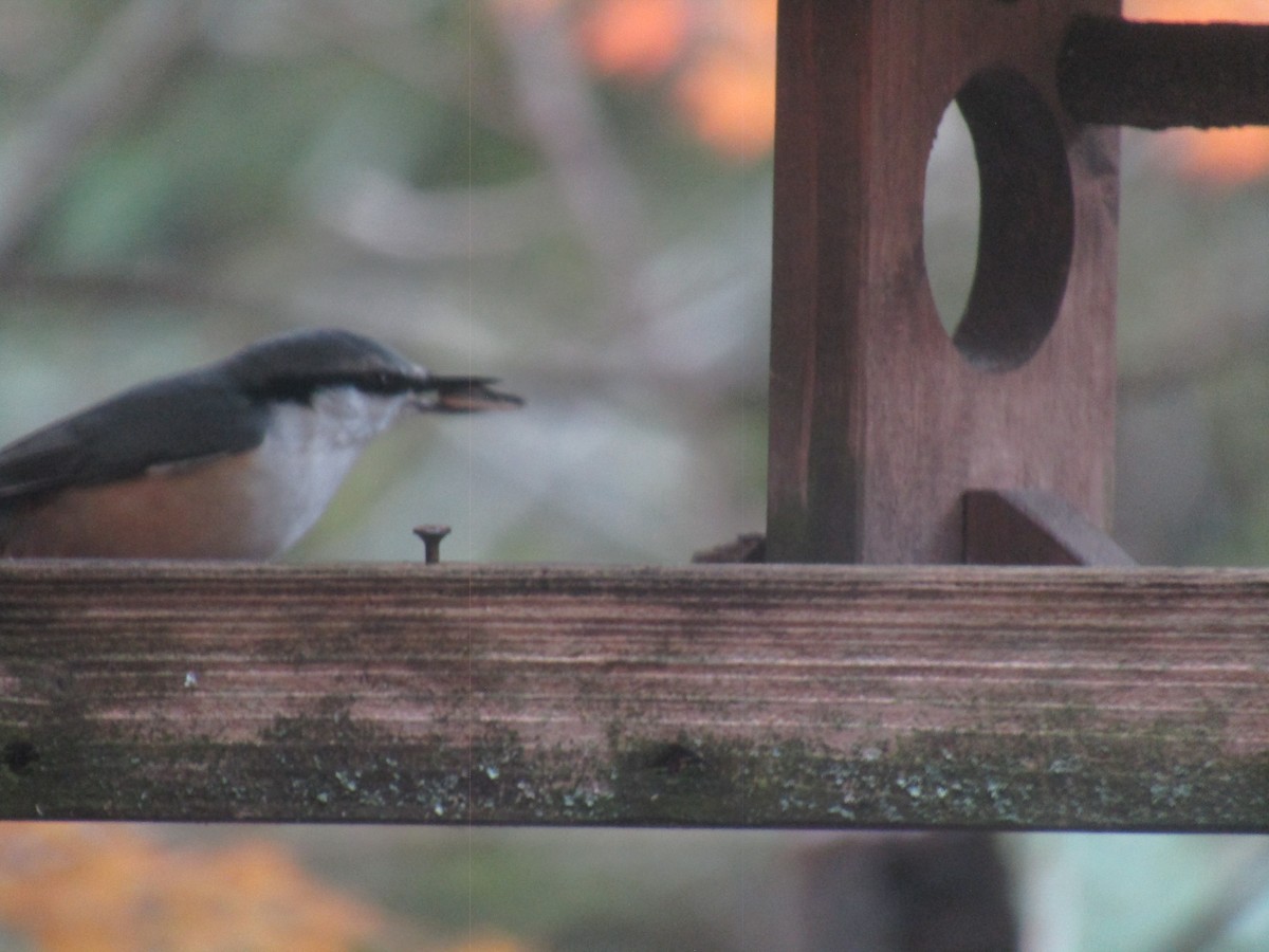 Garrapo eurasiarra - ML644862763