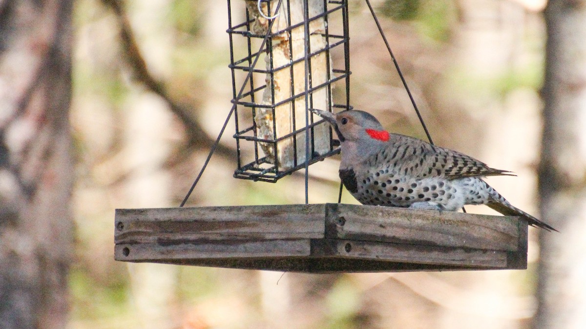 Northern Flicker - ML644862766