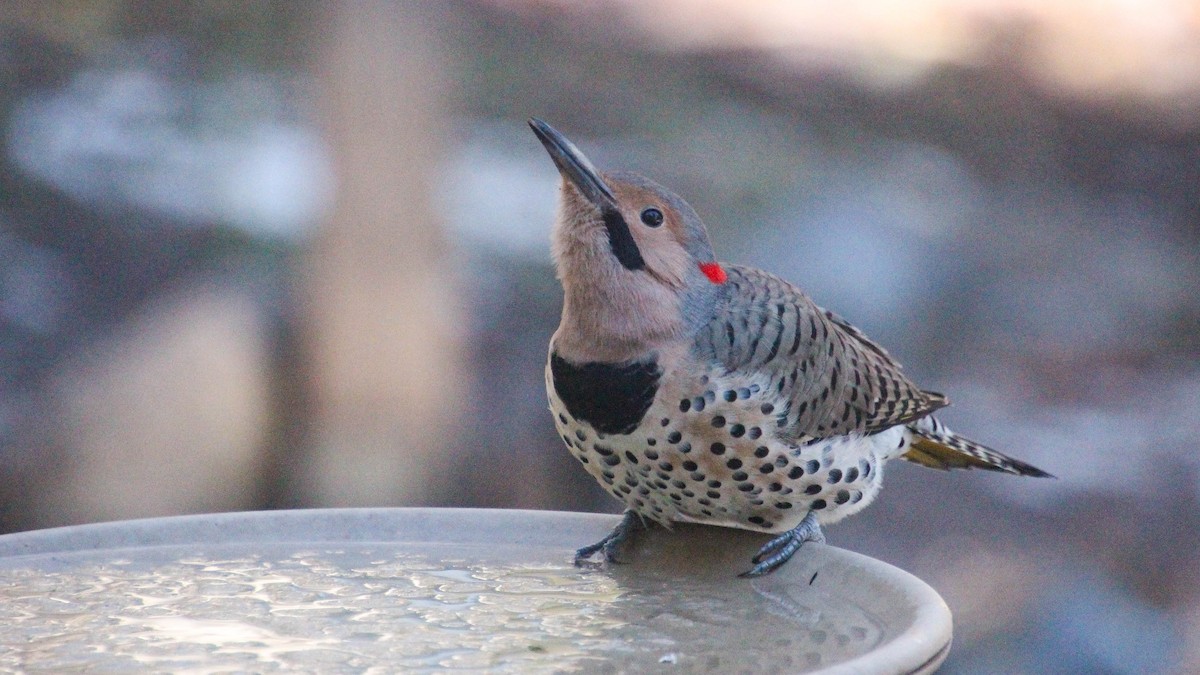 Northern Flicker - ML644862767