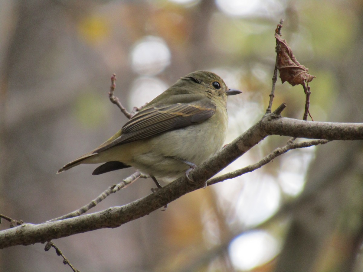 Narzissenschnäpper - ML644862778