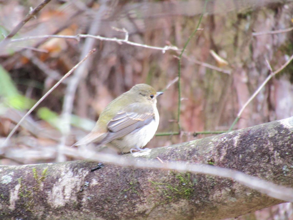 narsissfluesnapper - ML644862779