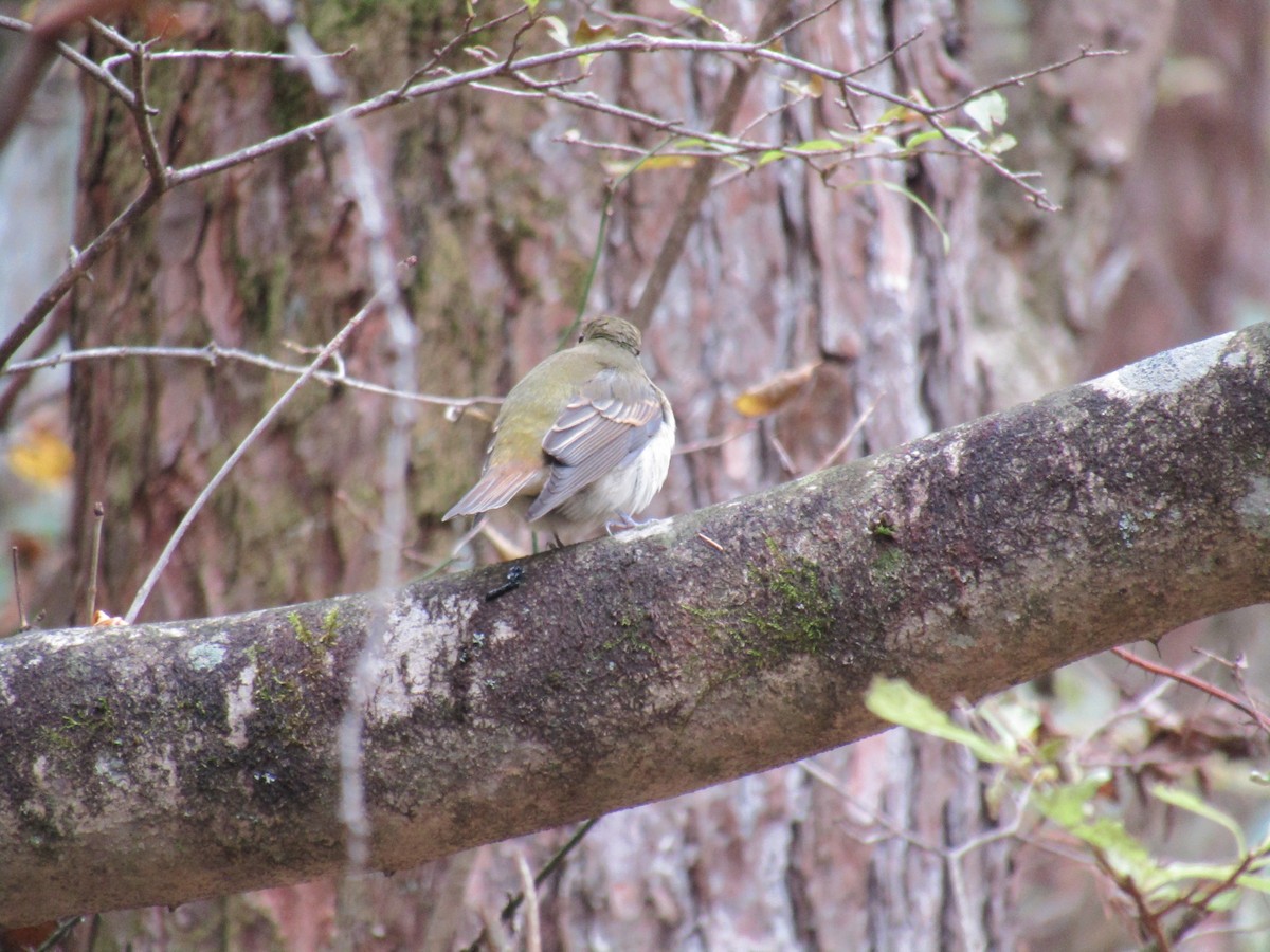 Narzissenschnäpper - ML644862780