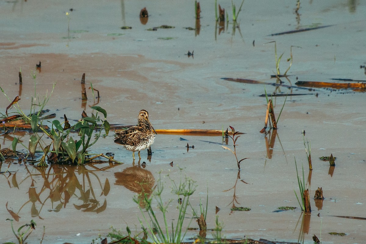 Common Snipe - ML644862788