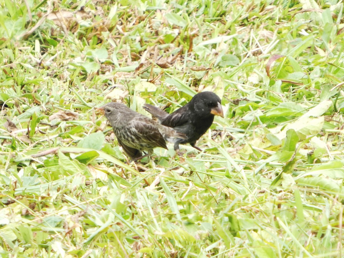 Large Ground-Finch - ML644862791