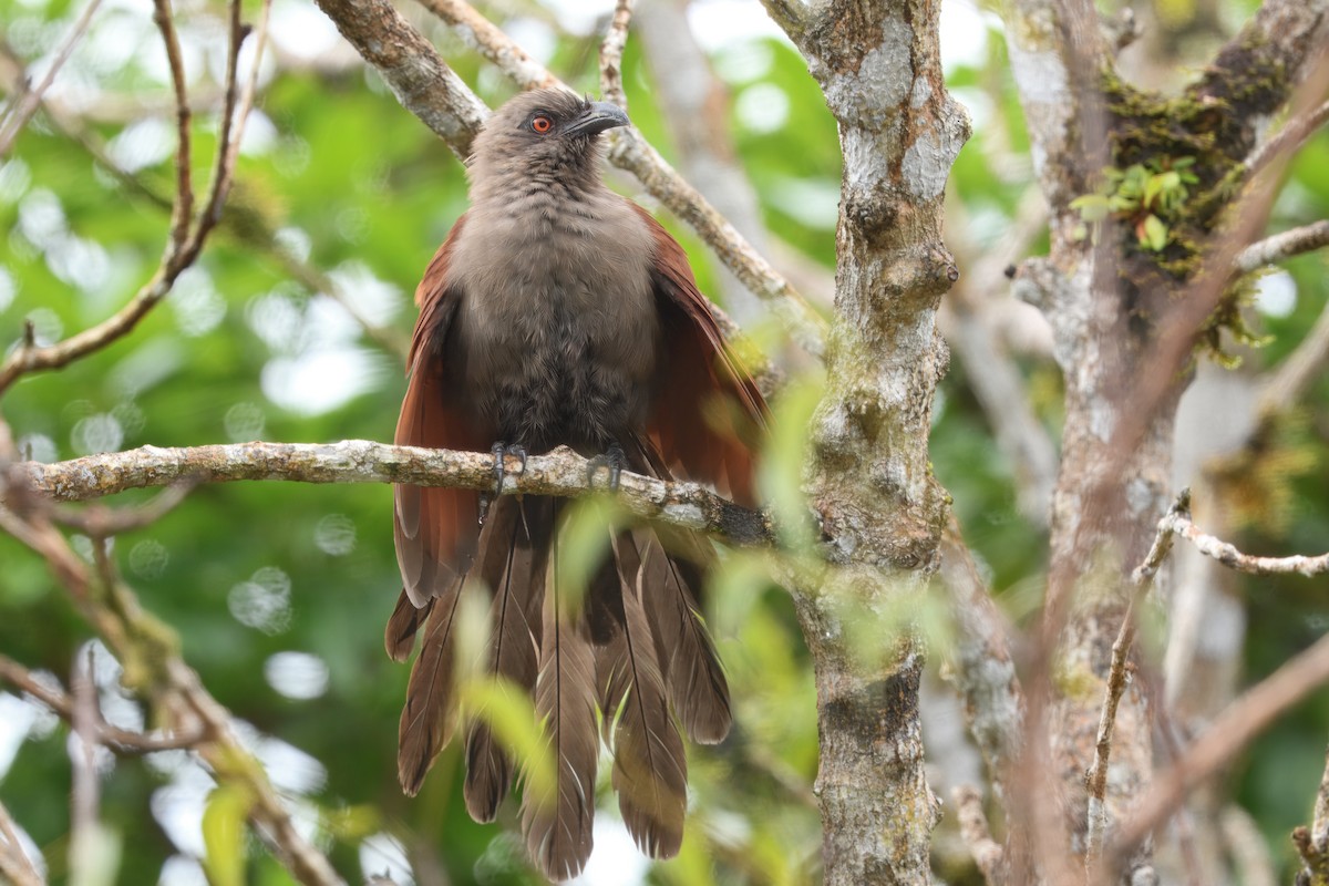 アンダマンバンケン - ML644862792