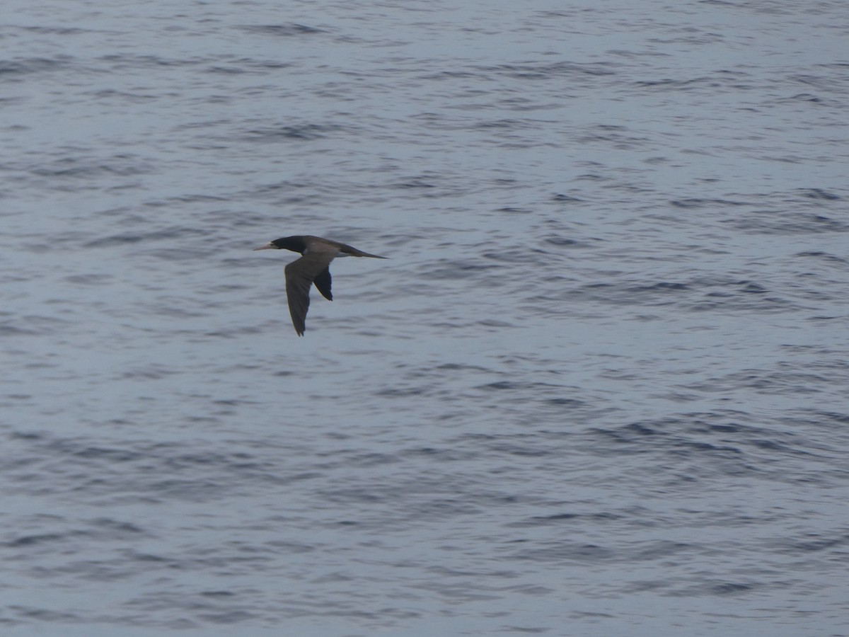 Brown Booby - ML644862795